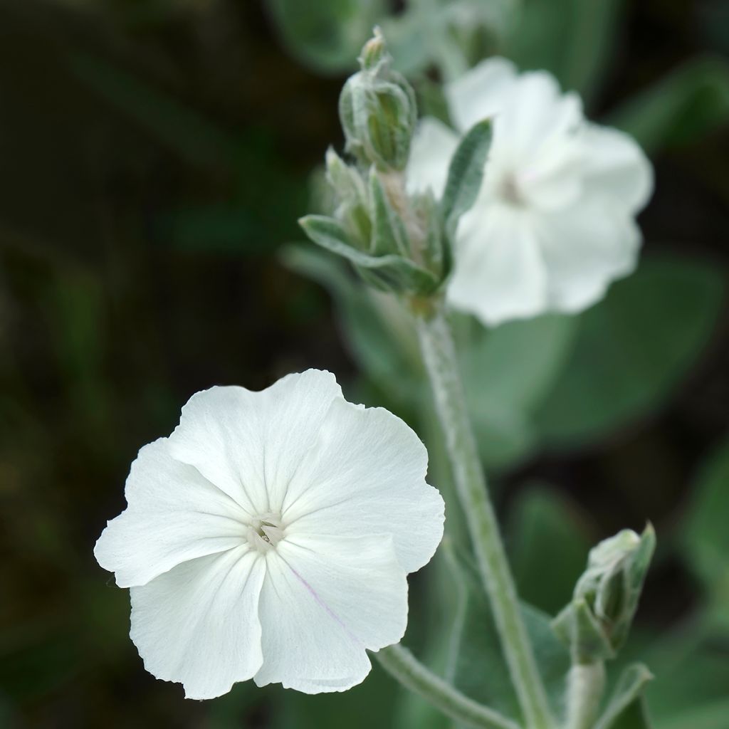 Harmaakäenkukka Alba