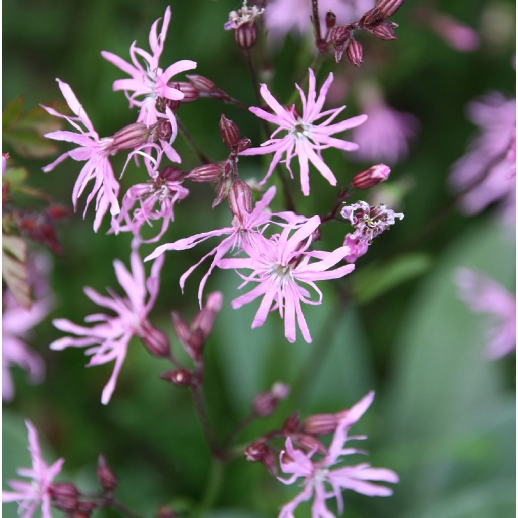 Käenkukka - Lychnis flos-cuculi