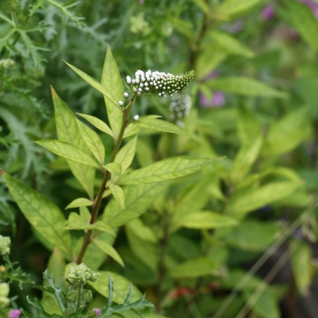 Valkoalpi - Lysimachia clethroides