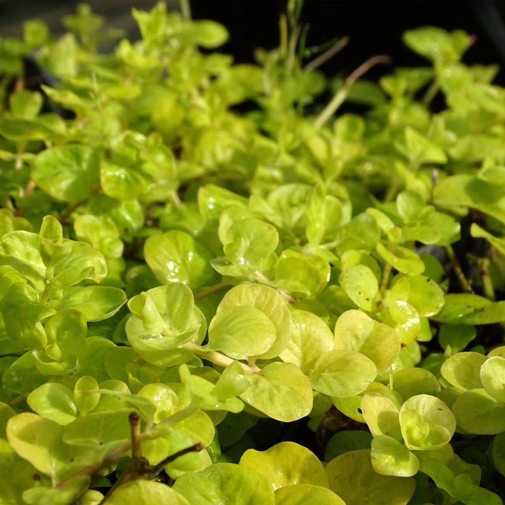 Suikeroalpi Aurea