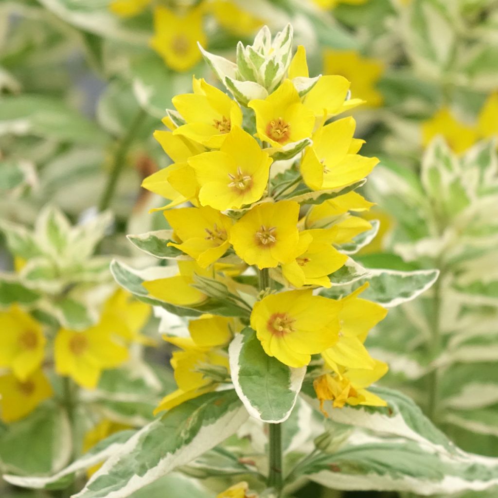 Tarha-alpi Variegata