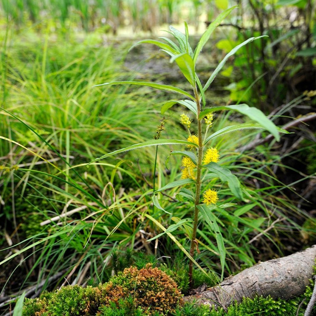 Terttualpi - Lysimachia thyrsiflora