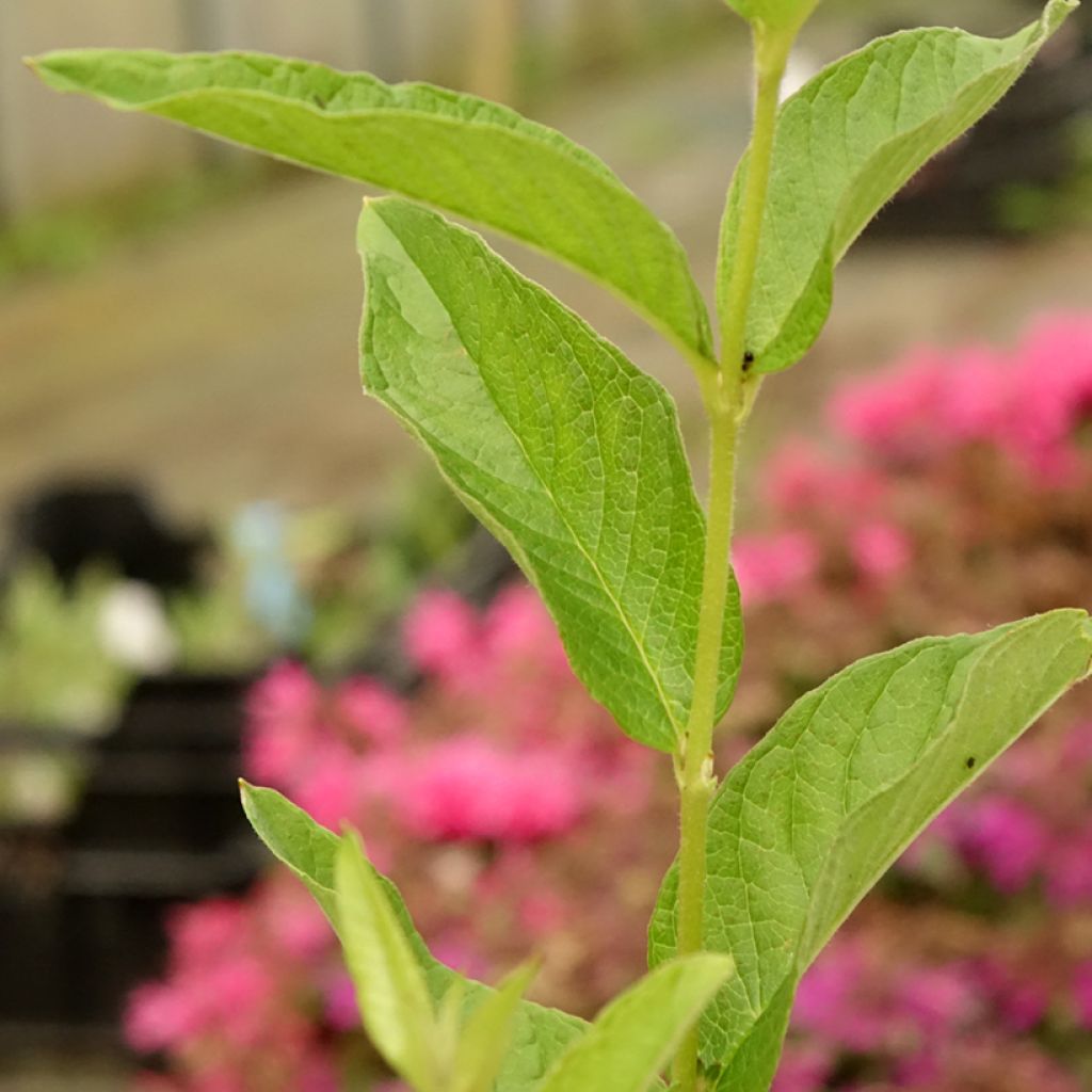Ranta-alpi - Lysimachia vulgaris