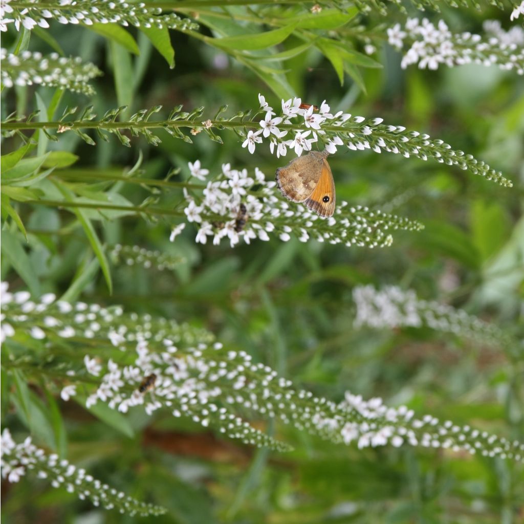Alve - Lysimachia fortunei