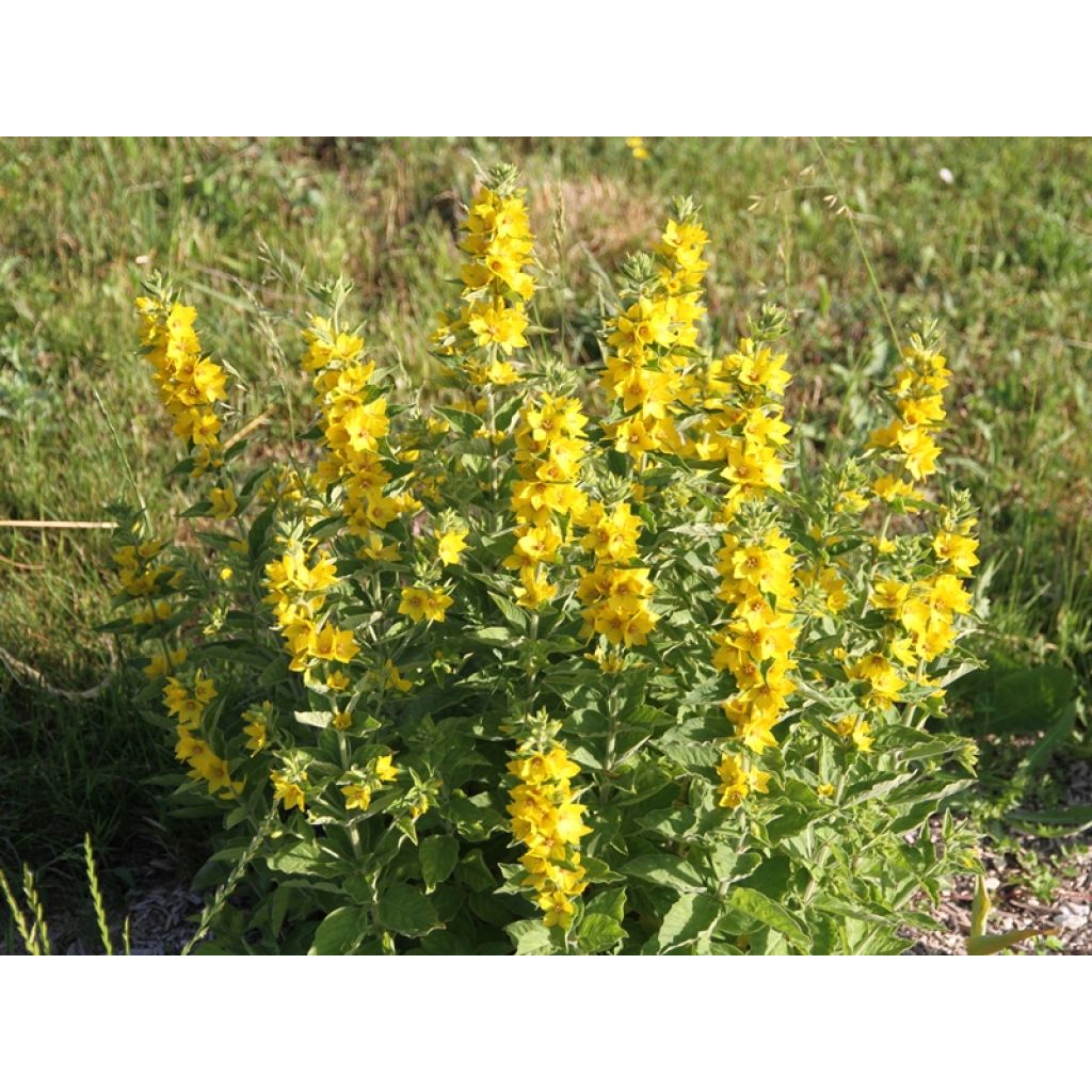 Tarha-alpi - Lysimachia punctata