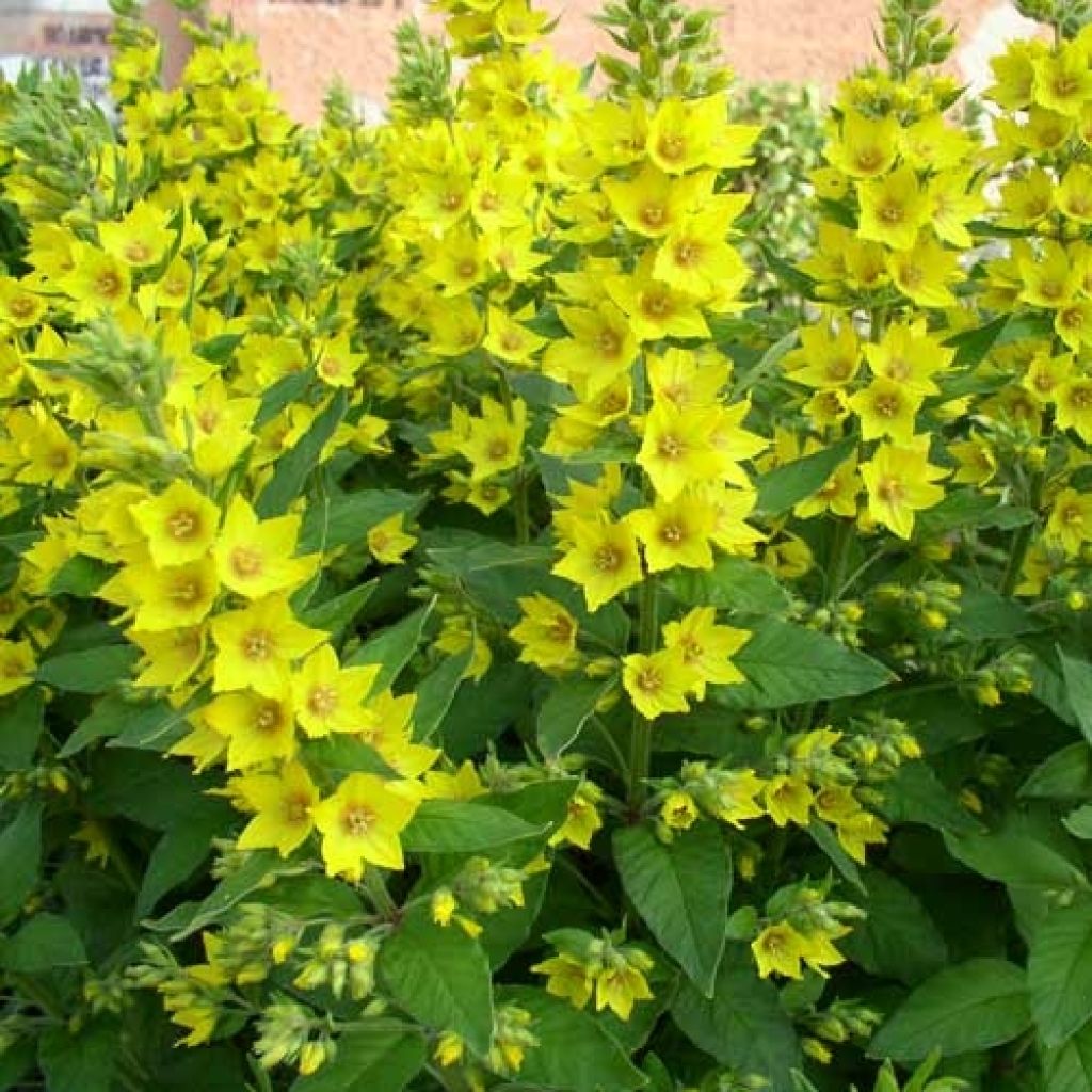 Ranta-alpi - Lysimachia vulgaris