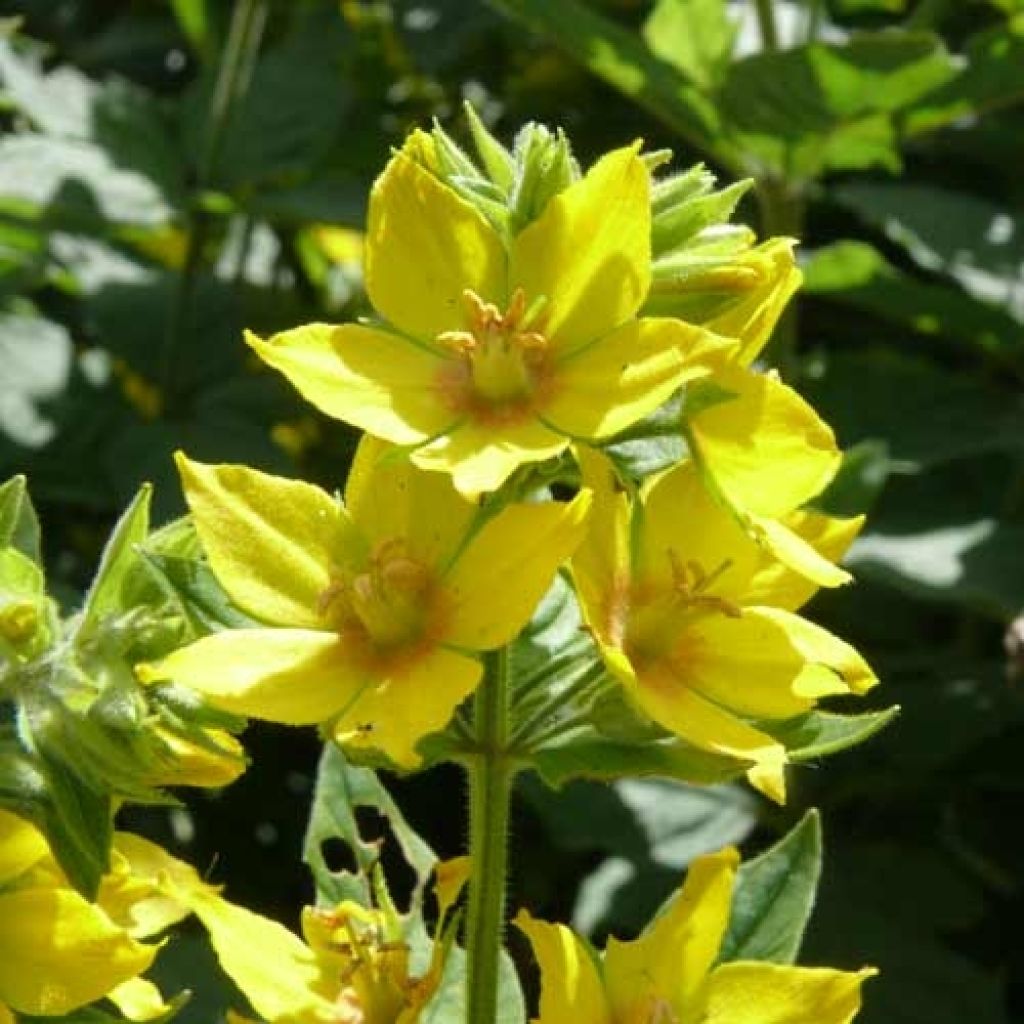 Ranta-alpi - Lysimachia vulgaris
