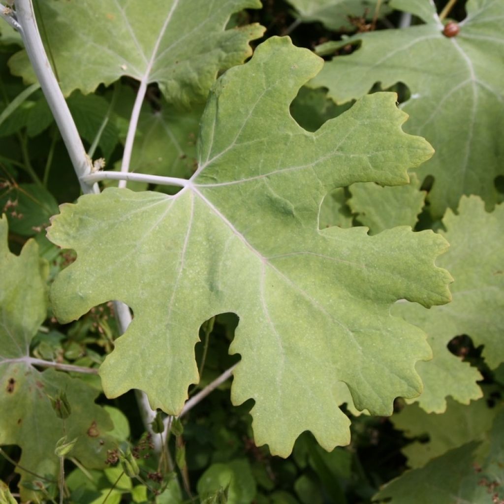 Herttahuisku-unikko - Macleaya cordata
