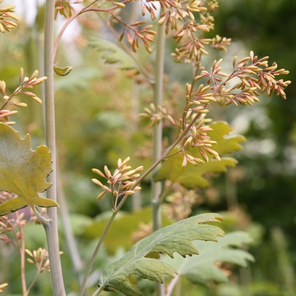 Herttahuisku-unikko - Macleaya cordata