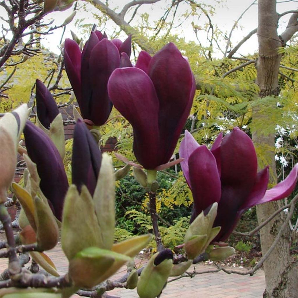 Liljamagnolia Black Tulip