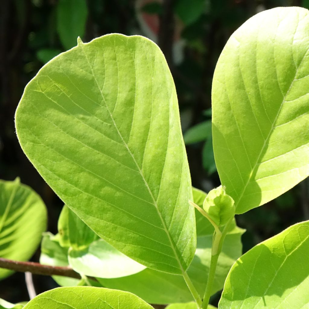 Jademagnolia Double Diamond