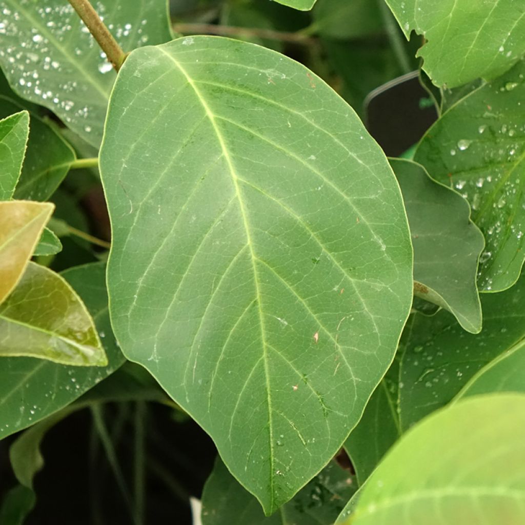 Jademagnolia Sunrise