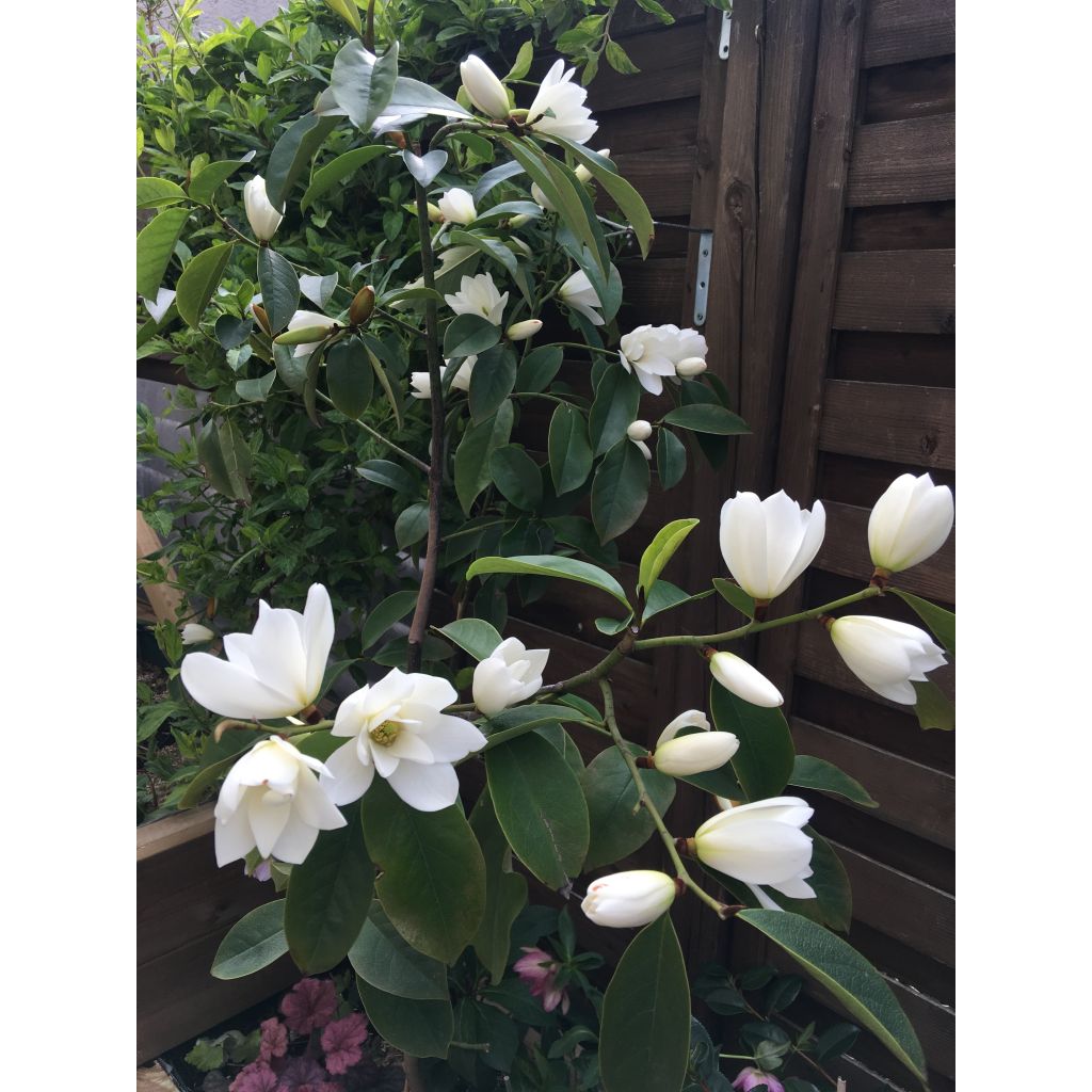 Liljamagnolia Fairy White