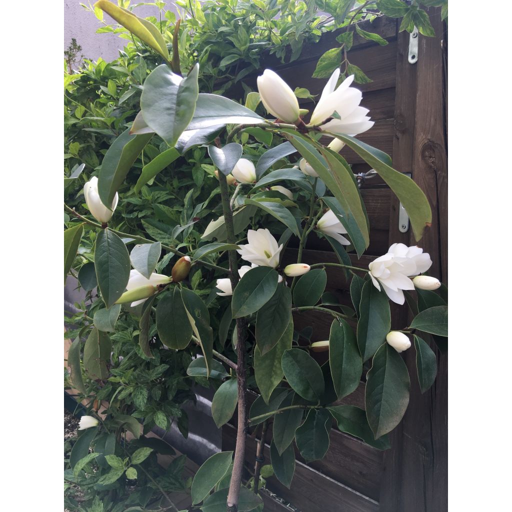 Liljamagnolia Fairy White
