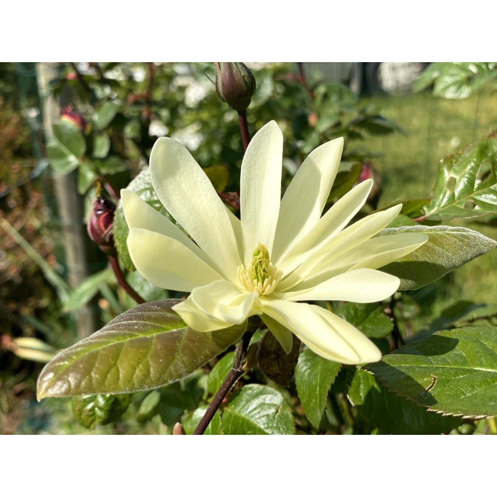 Tähtimagnolia Gold Star