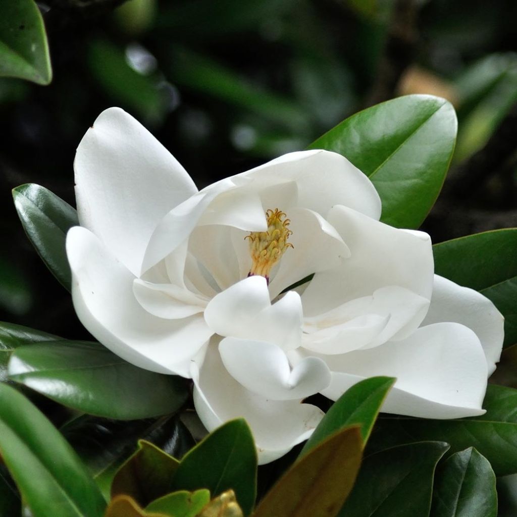 Kuningasmagnolia - Magnolia grandiflora