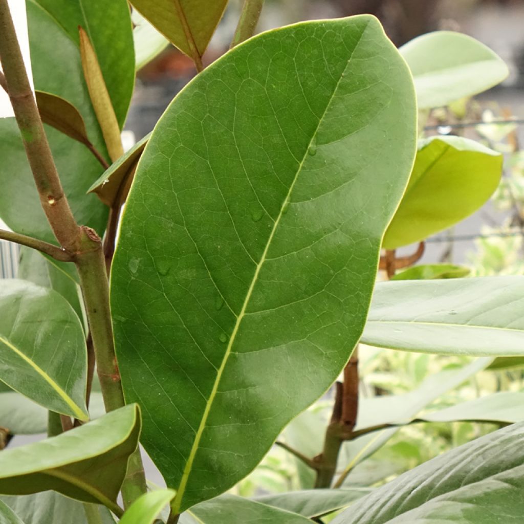 Kuningasmagnolia Mainstreet