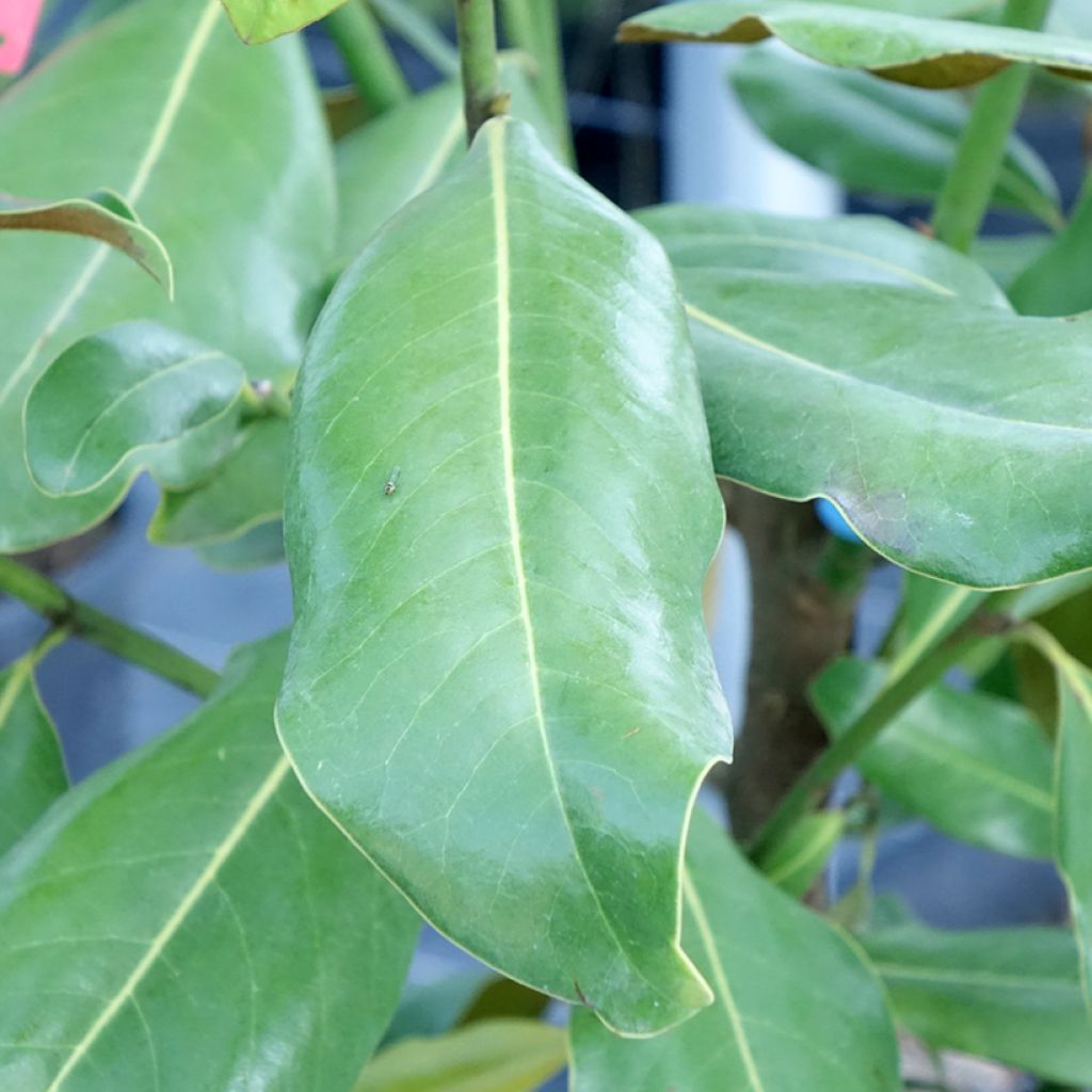 Kuningasmagnolia Nana