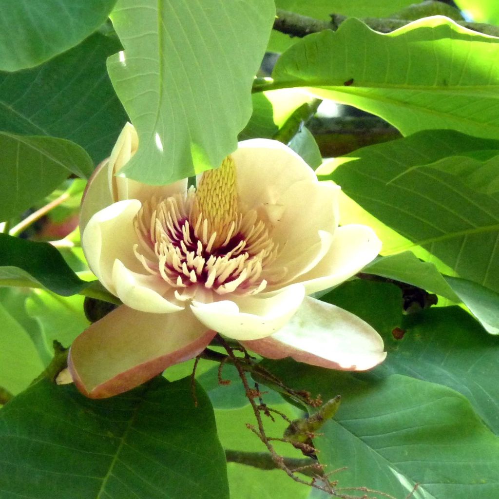 Hopeamagnolia - Magnolia hypoleuca