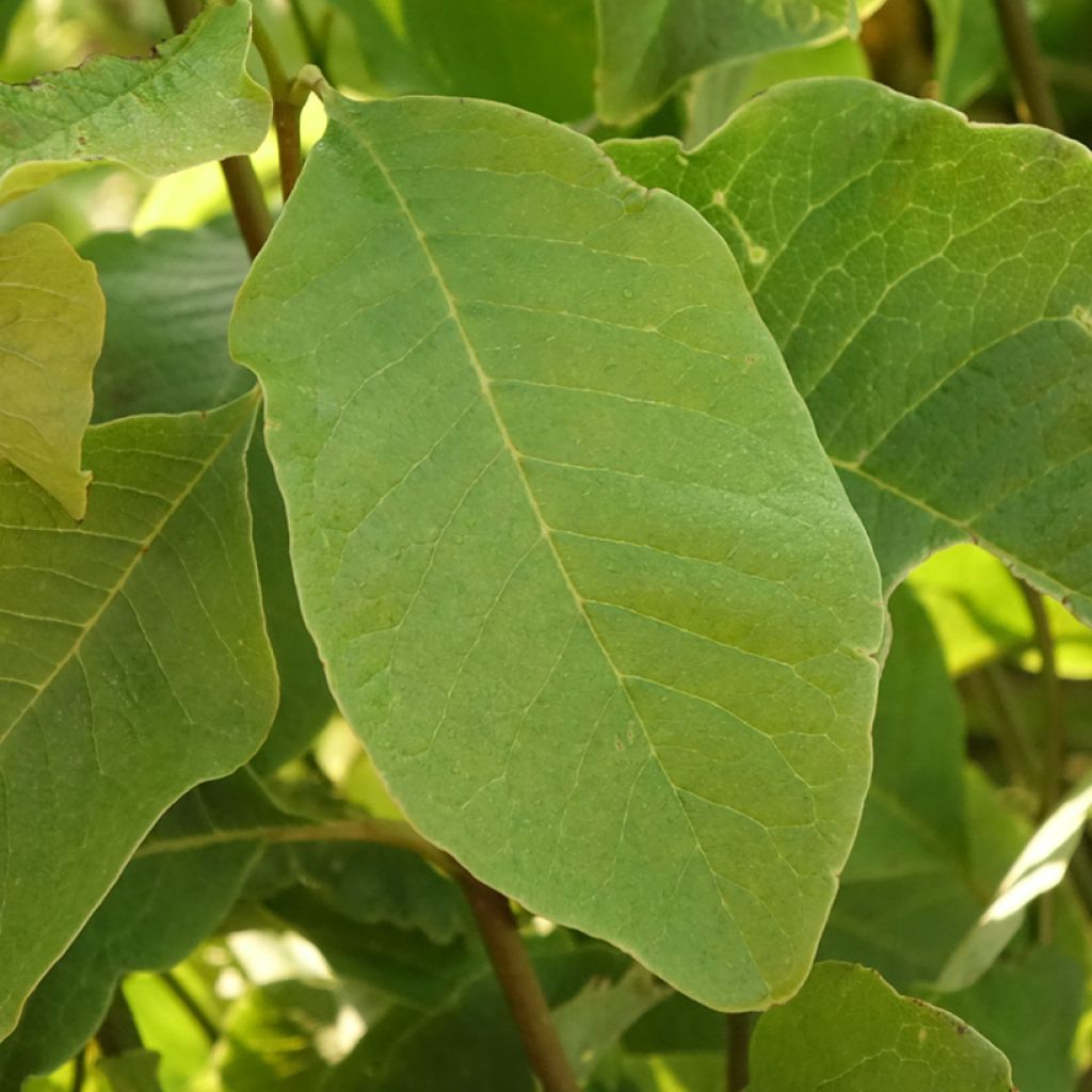 Japaninmagnolia - Magnolia kobus