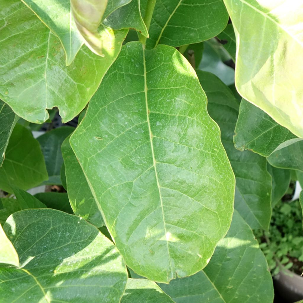 Loistomagnolia Meganolia