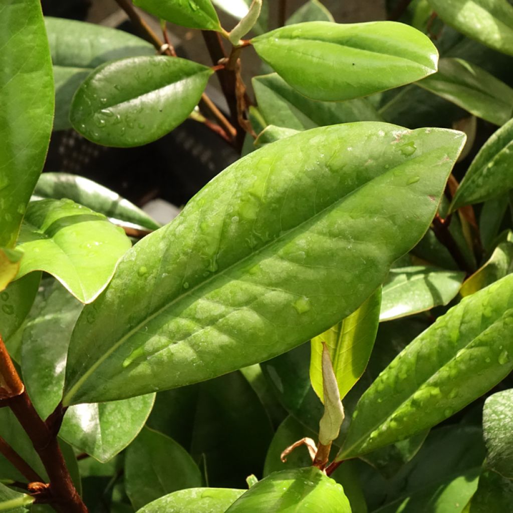 Kuningasmagnolia D.d. blanchard