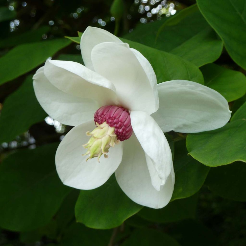 Pensasmagnolia - Magnolia sieboldii