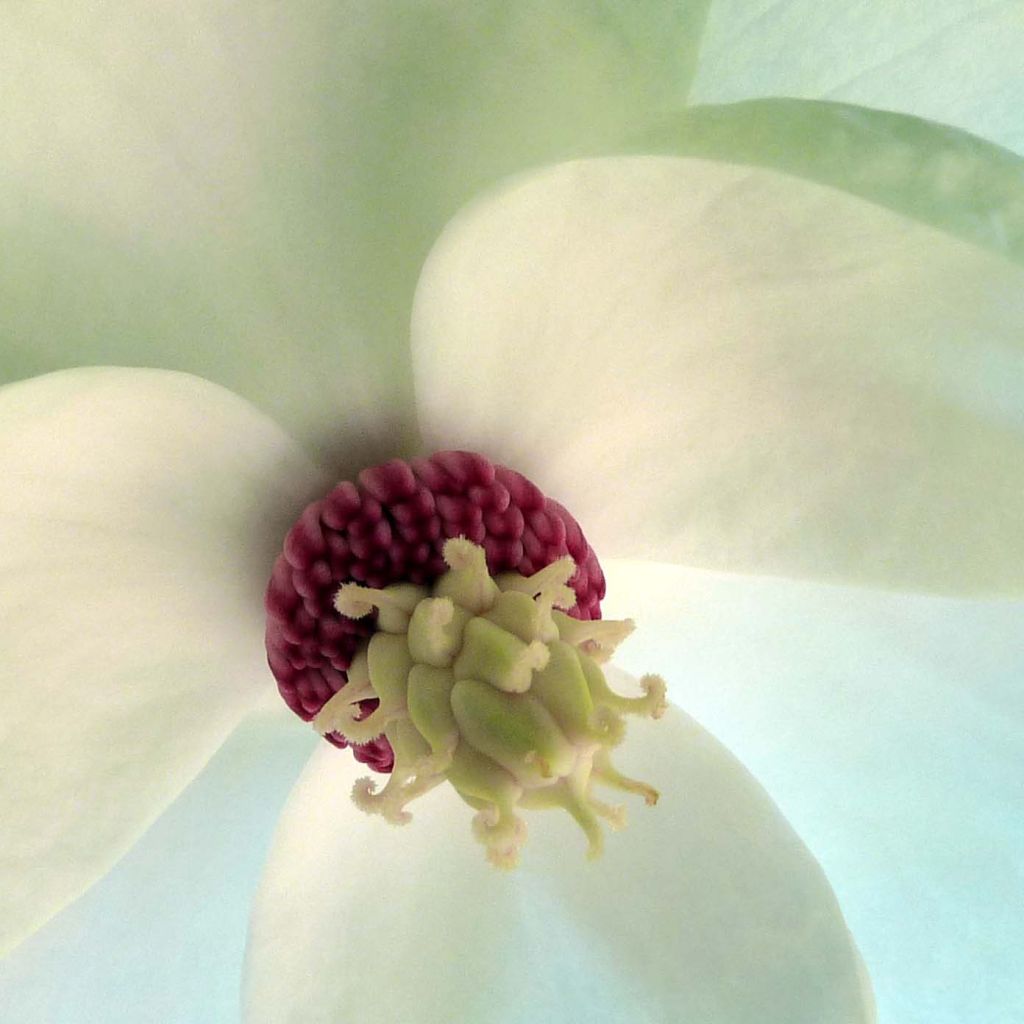 Pensasmagnolia - Magnolia sieboldii