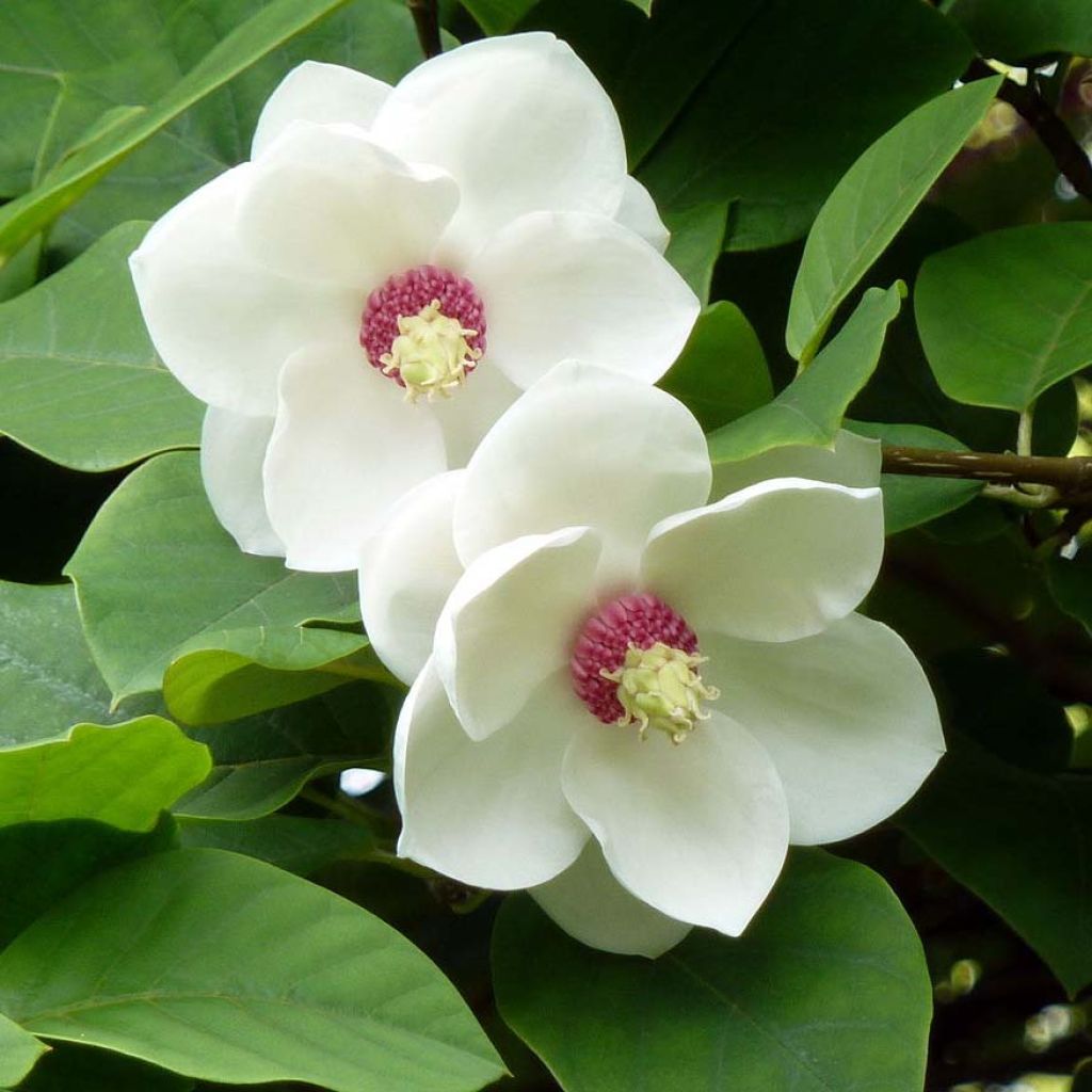 Pensasmagnolia - Magnolia sieboldii