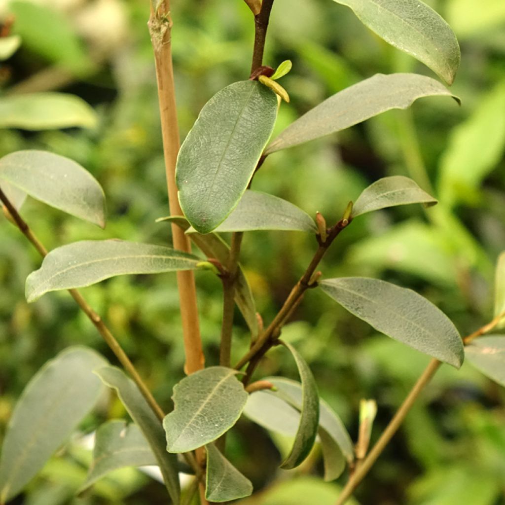 Liljamagnolia - Magnolia yunnanensis