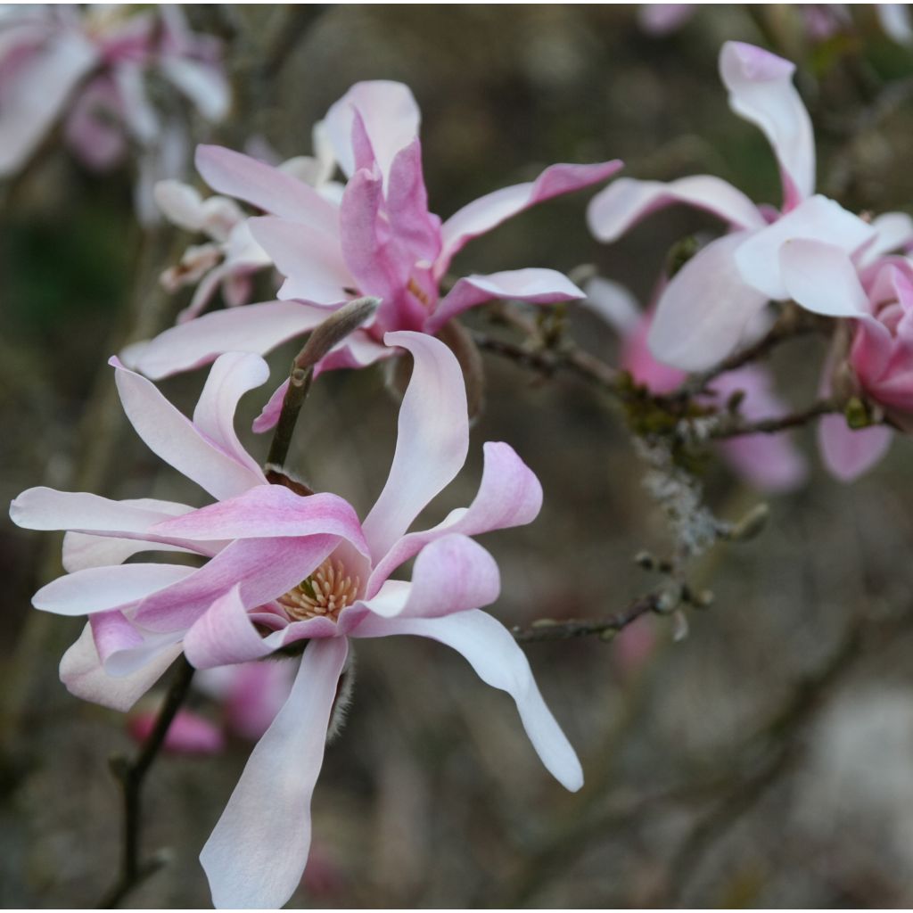 Tarhamagnolia Leonard Messel