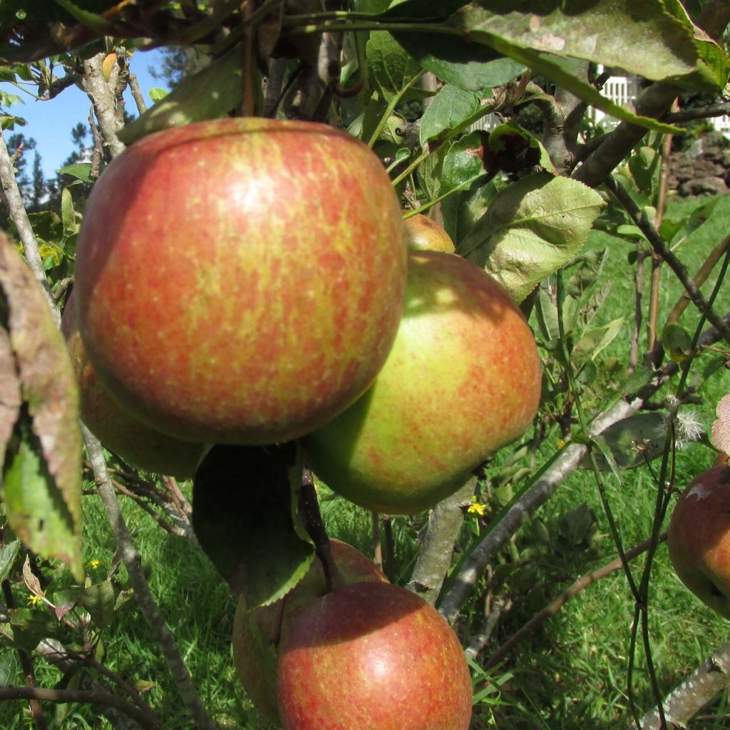 Tarhaomenapuu Braeburn