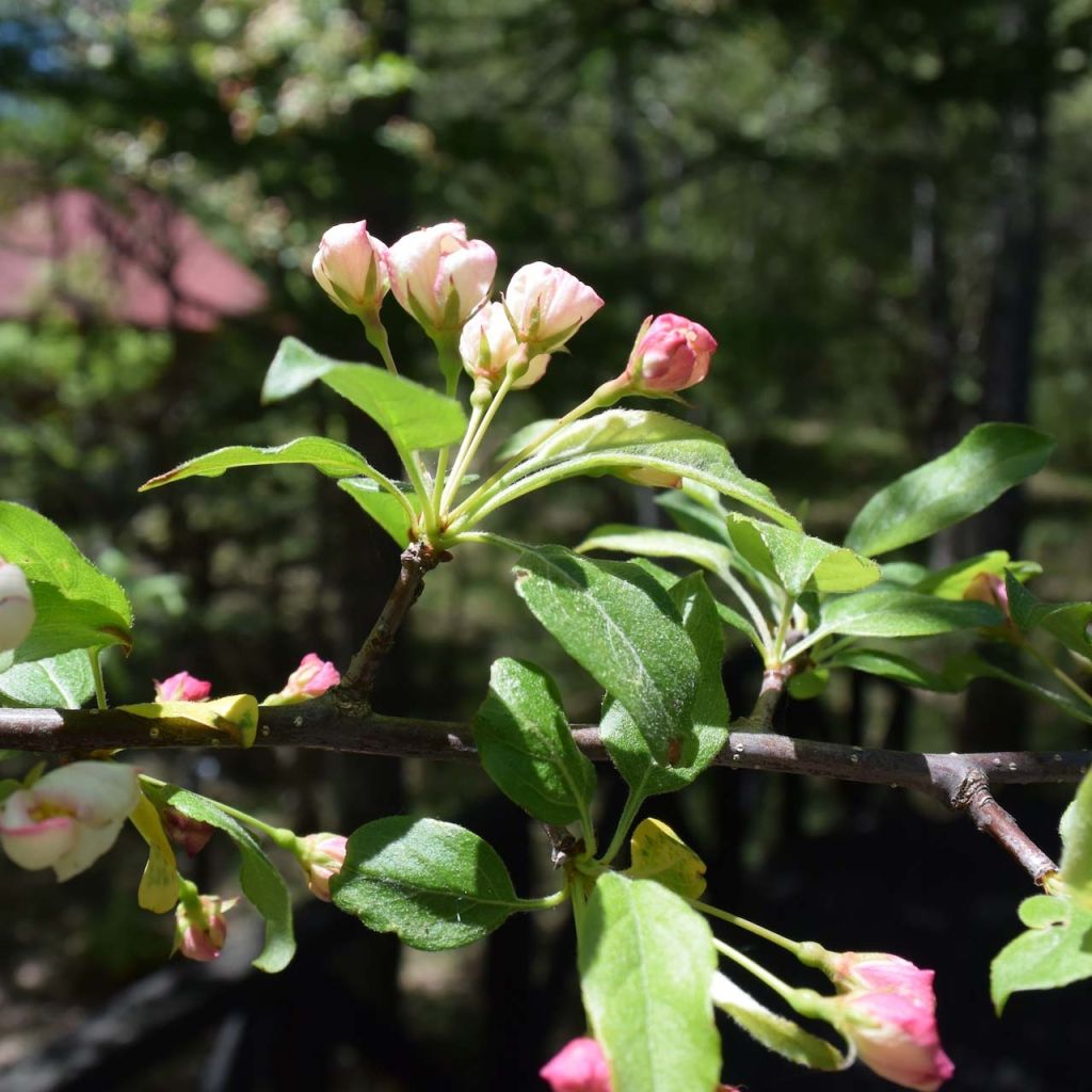 Helmiomenapuu - Malus toringo