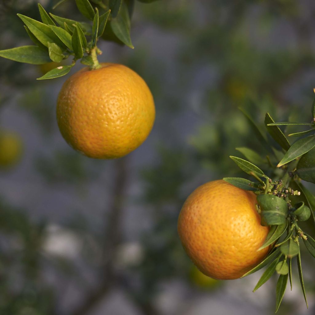 Pomeranssi - Citrus aurantium var. myrtifolia