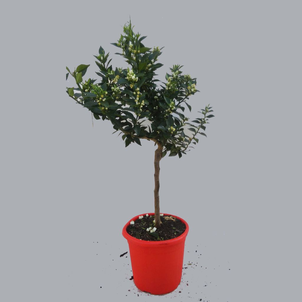 Pomeranssi - Citrus aurantium var. myrtifolia