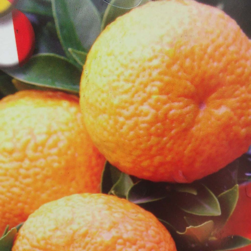 Pomeranssi - Citrus aurantium var. myrtifolia