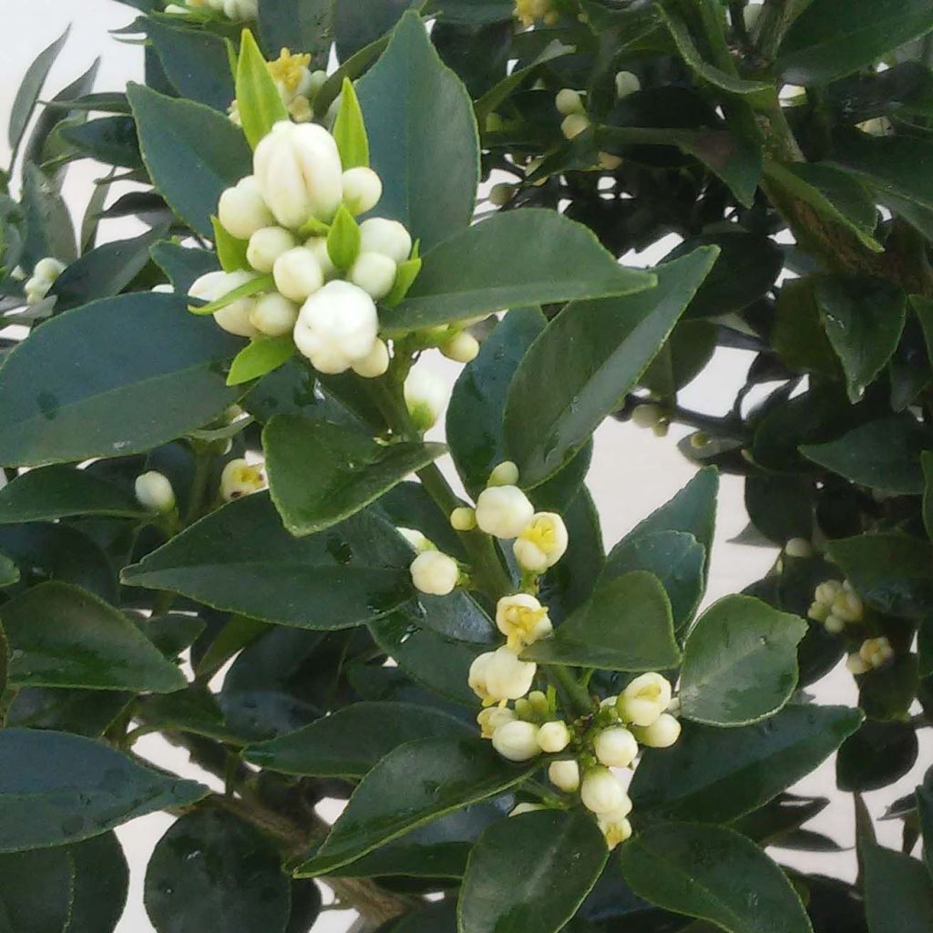 Pomeranssi - Citrus aurantium var. myrtifolia