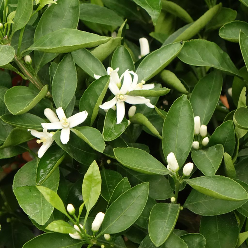 Satsuma - Citrus reticulata subsp. unshiu
