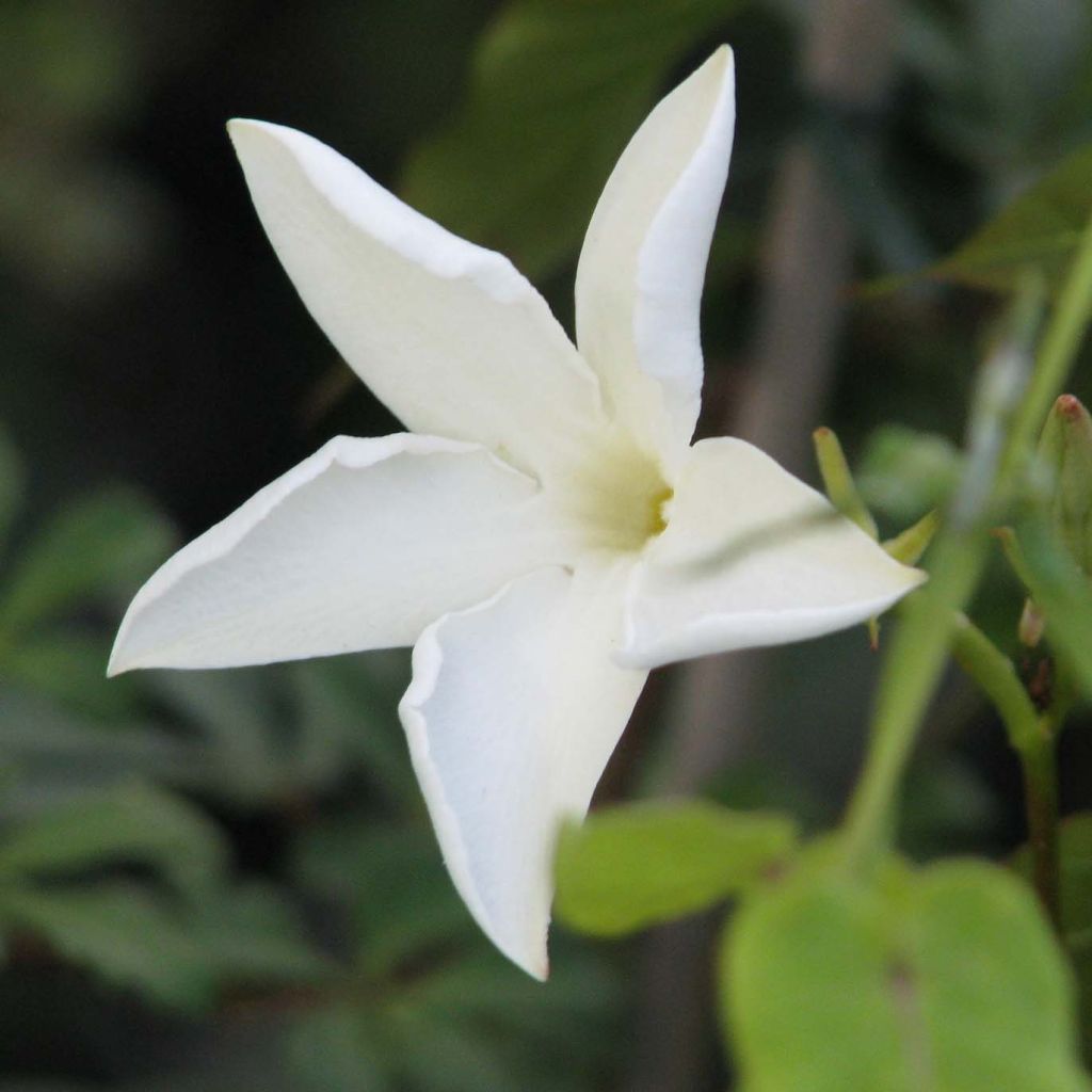Tuoksumaljaköynnös - Mandevilla laxa