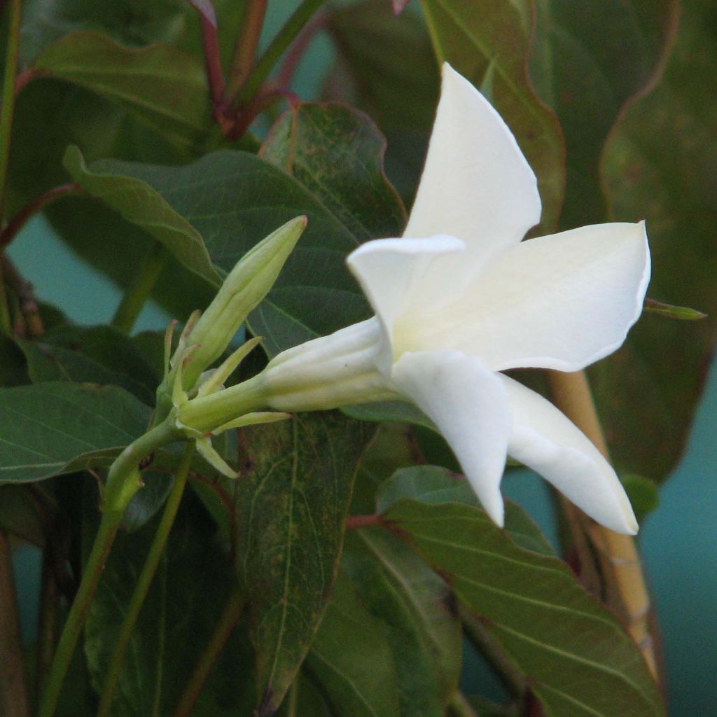 Tuoksumaljaköynnös - Mandevilla laxa