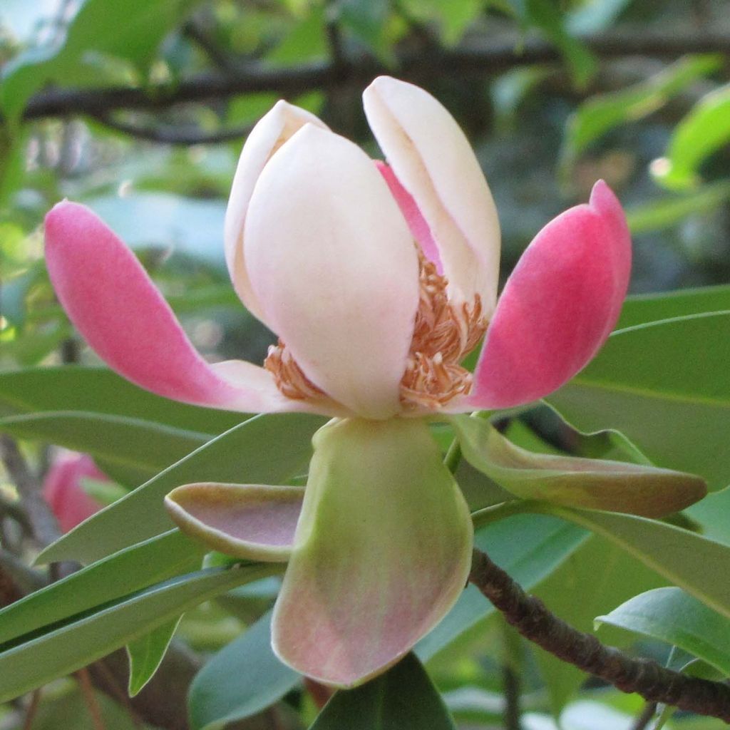 Liljamagnolia - Magnolia insignis