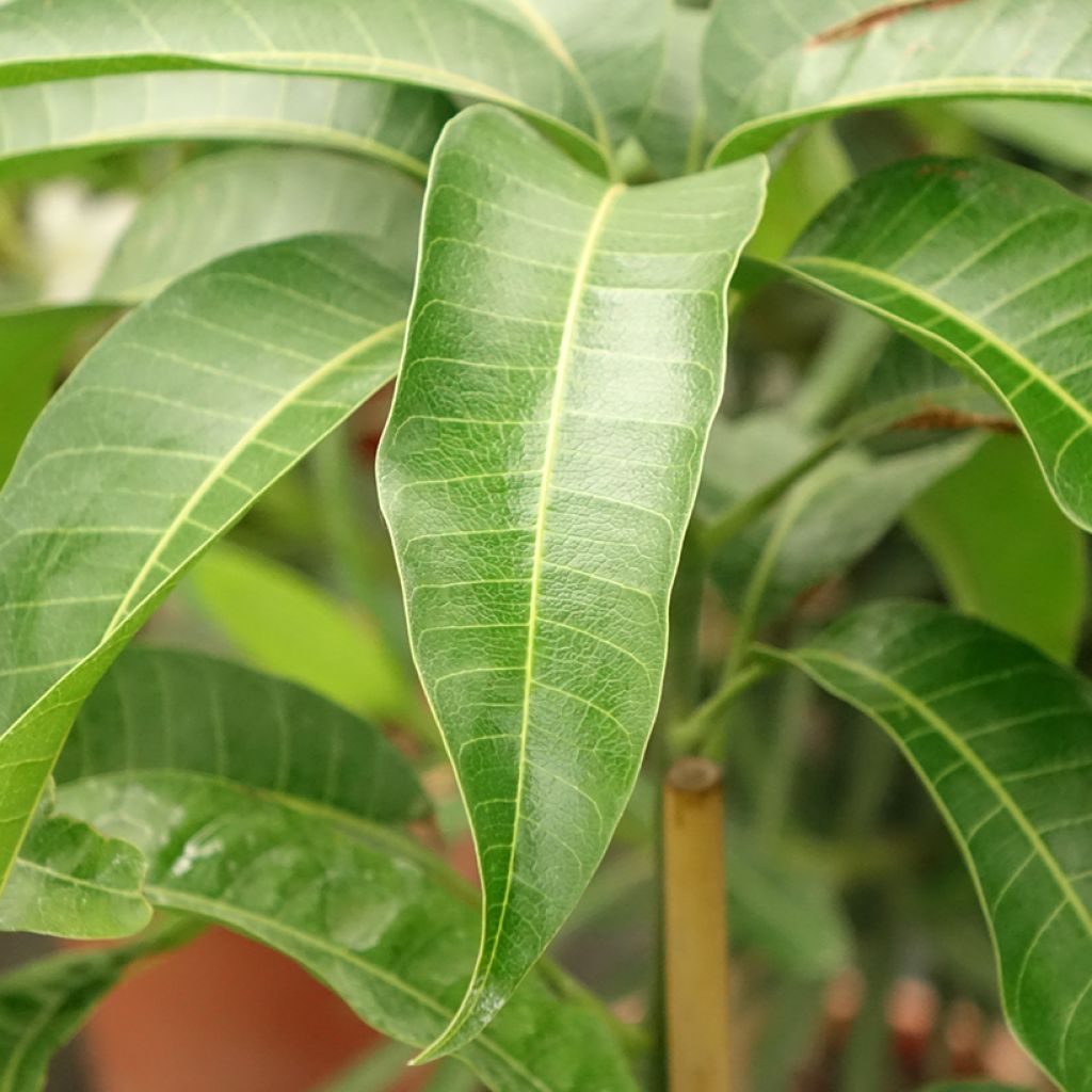 Mangopuu Kent