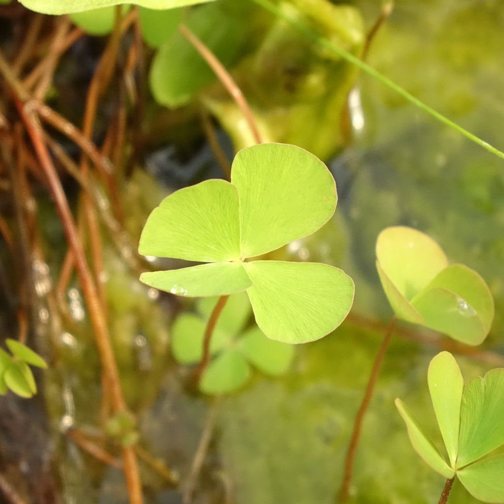 Apilasaniainen - Marsilea quadrifolia