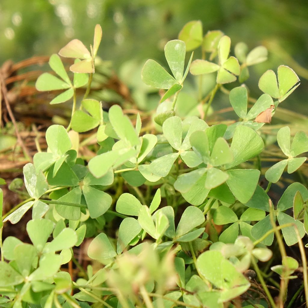 Apilasaniainen - Marsilea quadrifolia