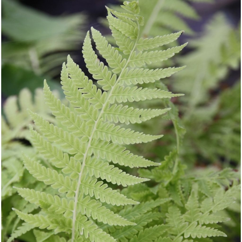 Kotkansiipi - Matteuccia struthiopteris var. pensylvanica