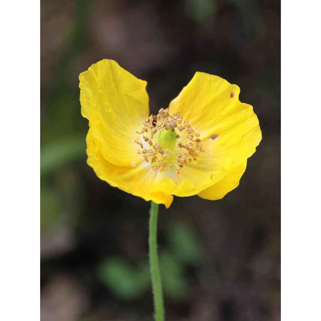 Englanninunikko - Meconopsis cambrica