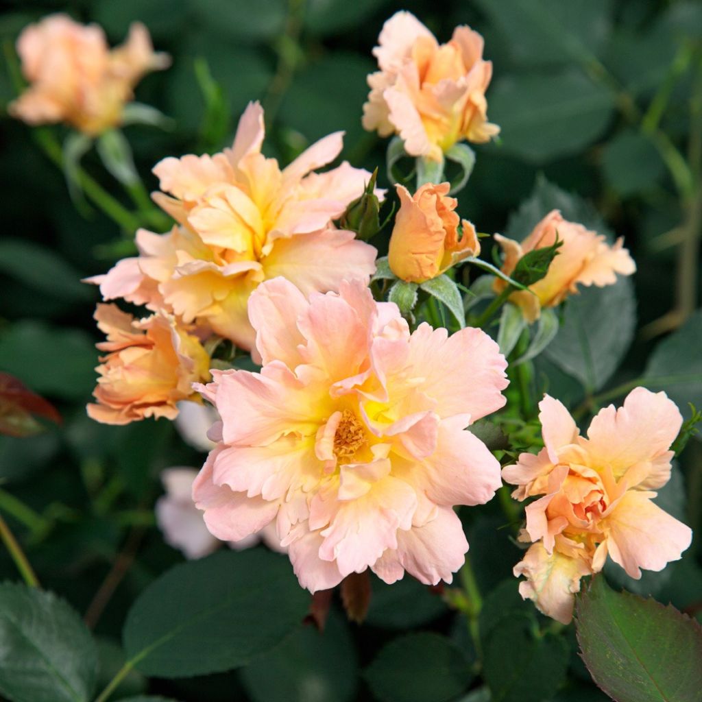 Floribundaruusu Flame Origami