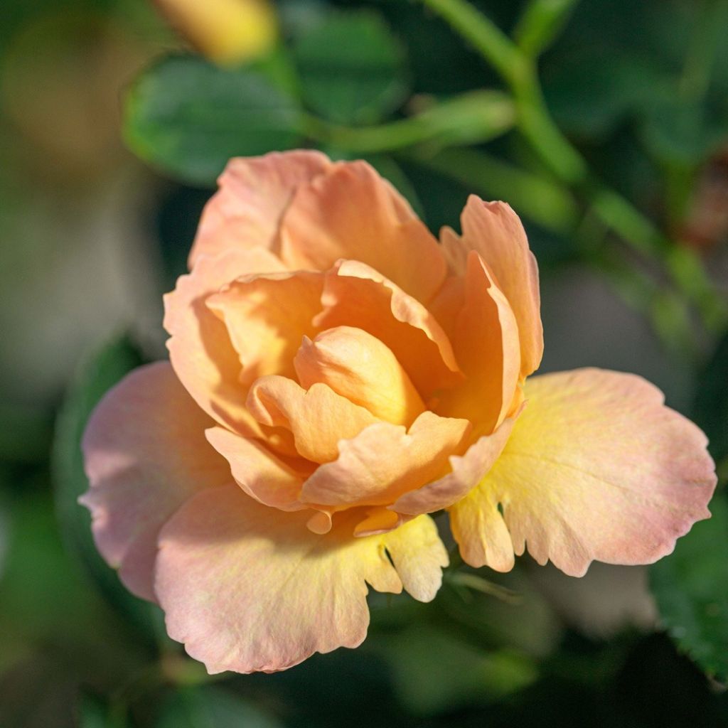 Floribundaruusu Flame Origami