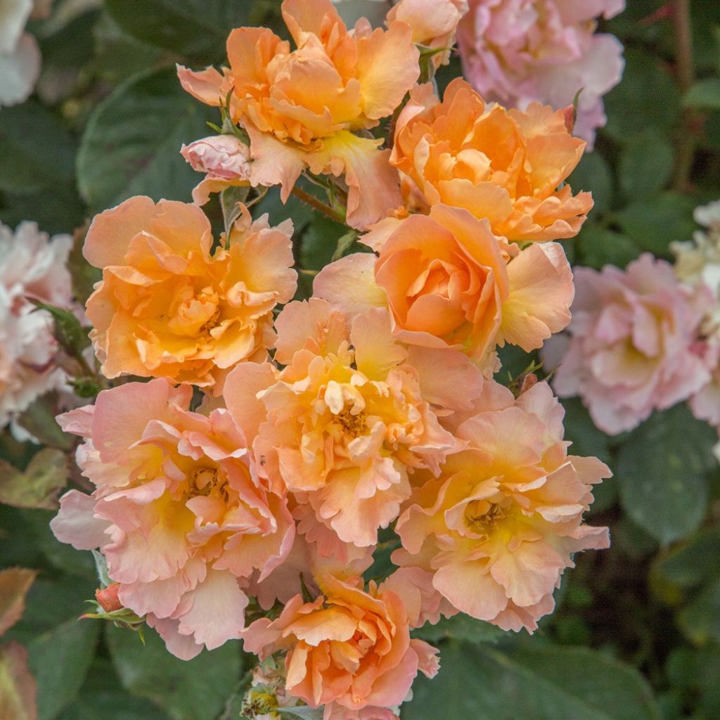 Floribundaruusu Flame Origami