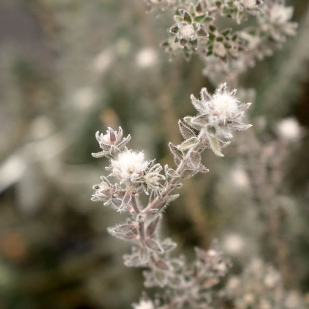 Kaarnamyrti - Melaleuca squamea